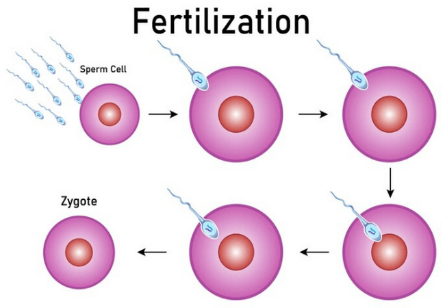 Fertilization in humans