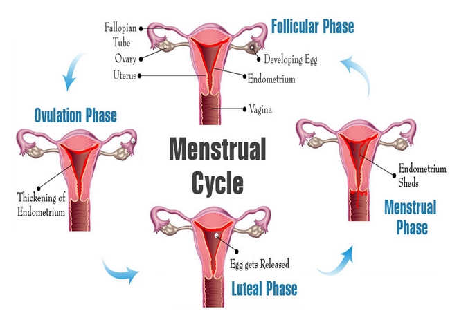 Menstrual cycle phases